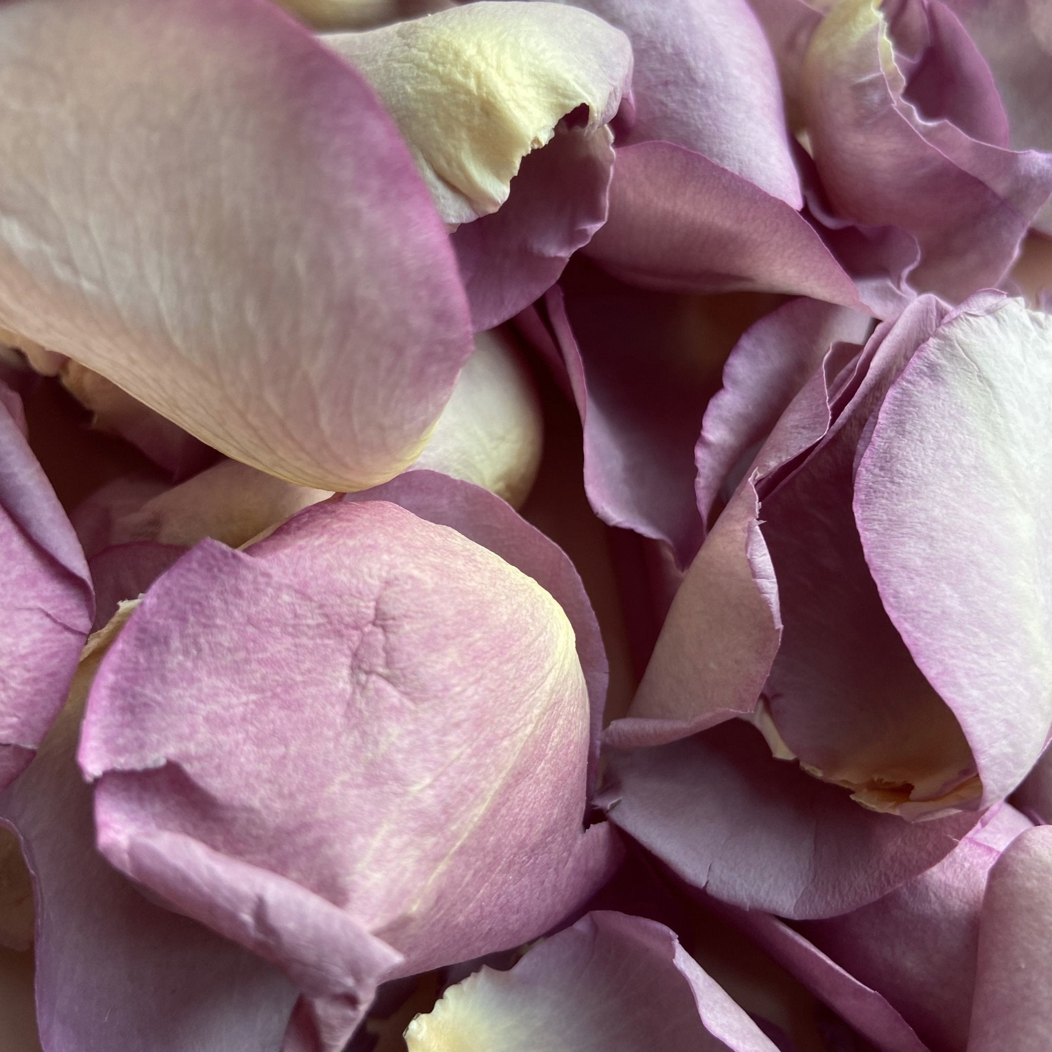 Coloured Rose Petals - Real Flower Petal Confetti Company