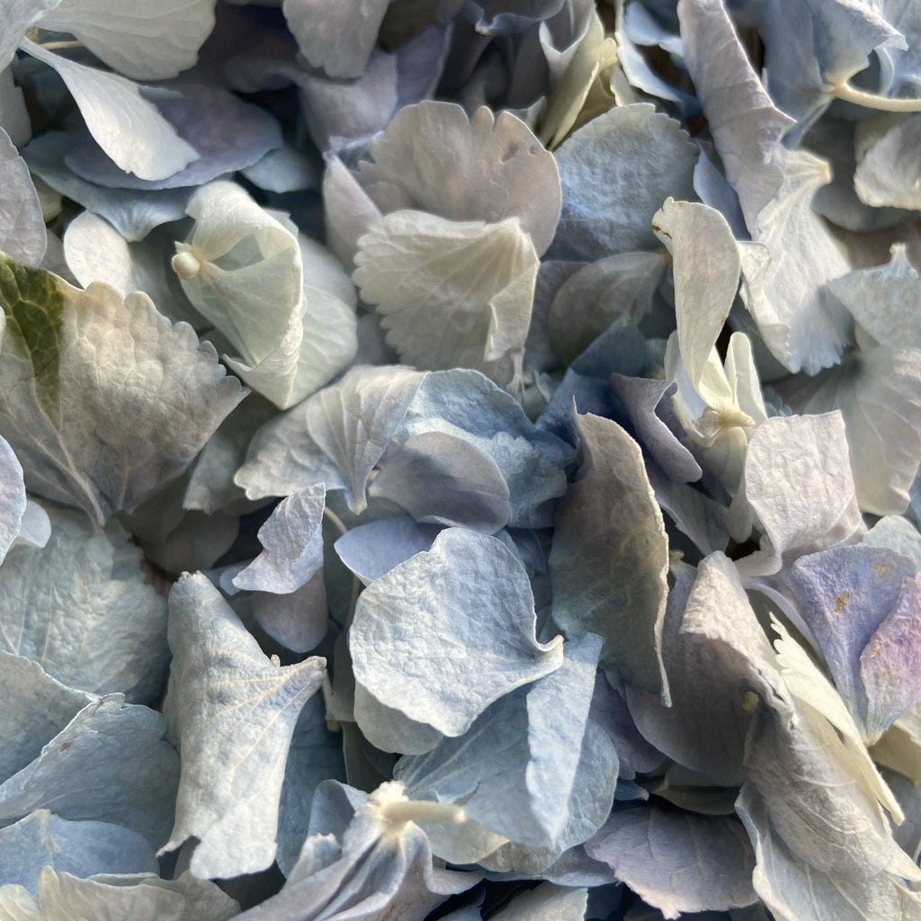 When are natural dried petals for confetti harvested? - Confetti Bee