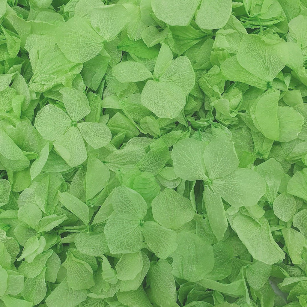 Apple Green Hydrangea Petals - Limited Edition - Confetti Bee