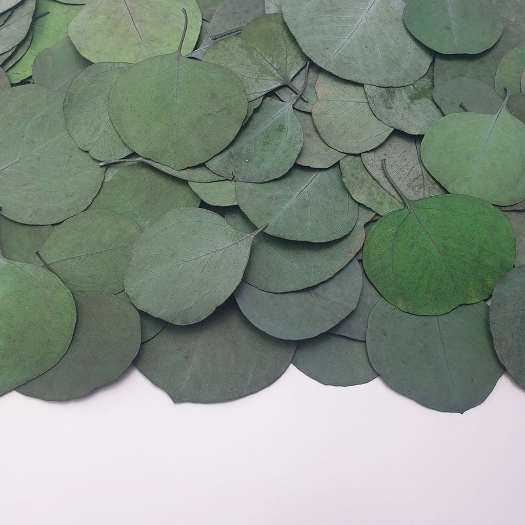 Large Eucalyptus Leaves - Limited Edition - Confetti Bee