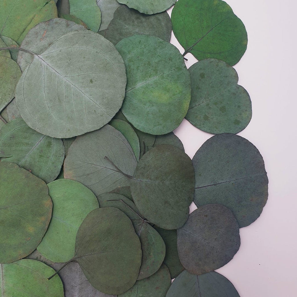 Large Eucalyptus Leaves - Limited Edition - Confetti Bee