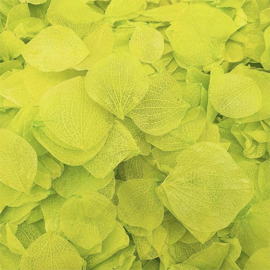 Vibrant Green Hydrangea Petals - Confetti Bee