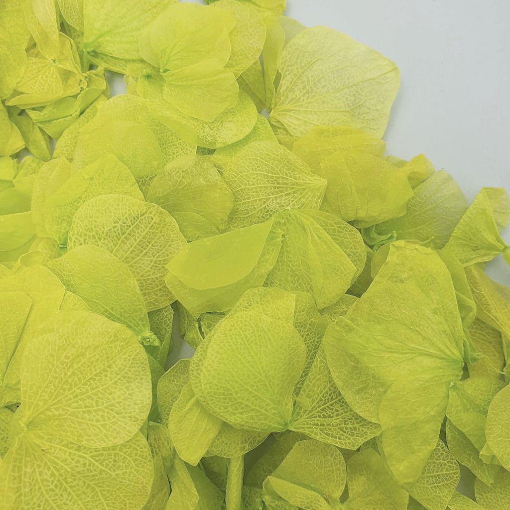 Vibrant Green Hydrangea Petals - Confetti Bee