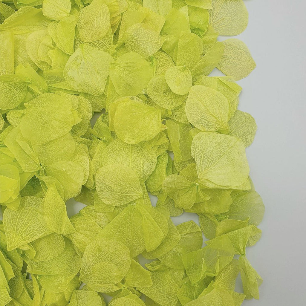 Vibrant Green Hydrangea Petals - Confetti Bee