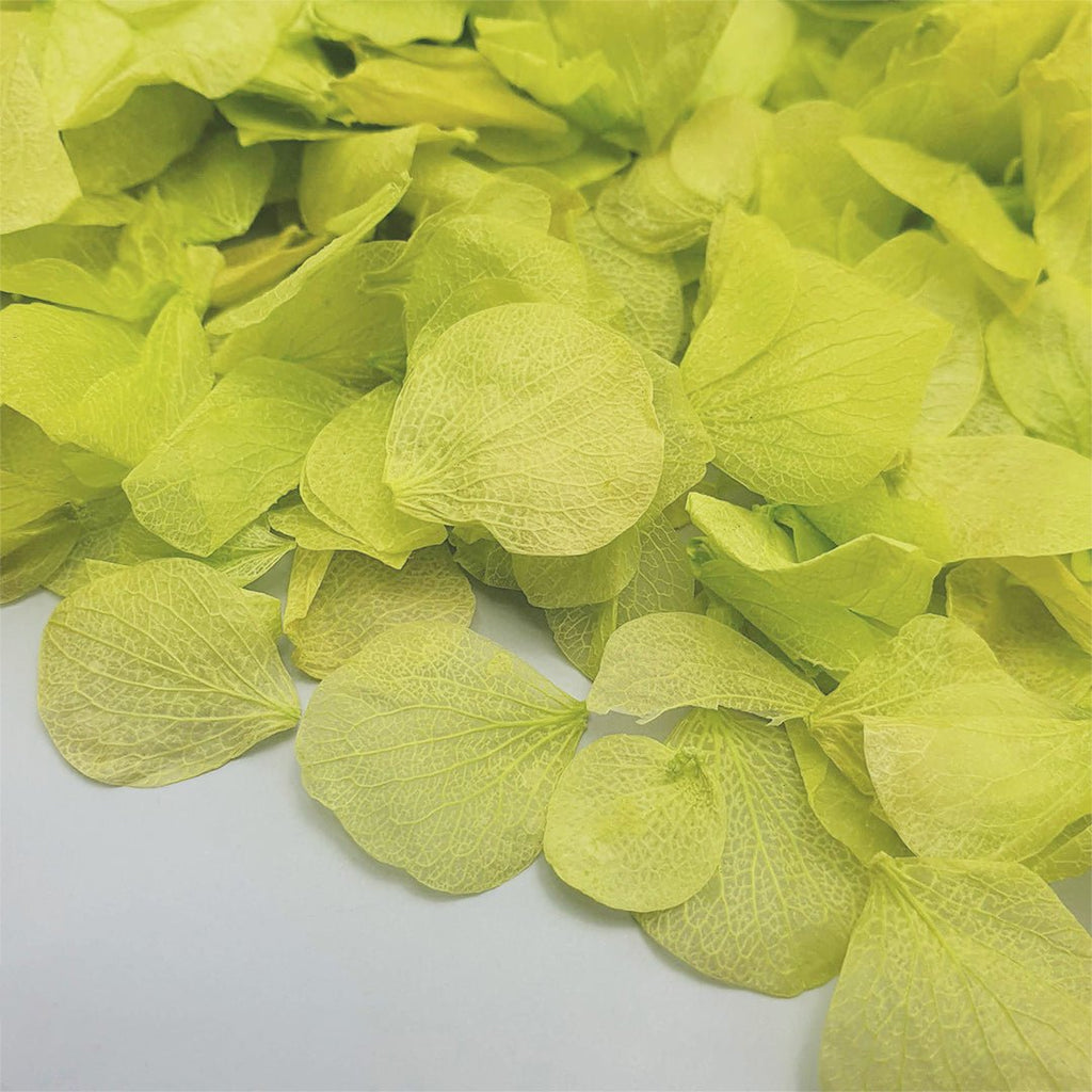 Vibrant Green Hydrangea Petals - Confetti Bee